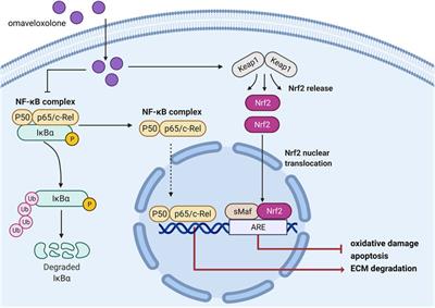 Omaveloxolone inhibits IL-1β-induced chondrocyte apoptosis through the Nrf2/ARE and NF-κB signalling pathways in vitro and attenuates osteoarthritis in vivo